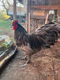 Gallo