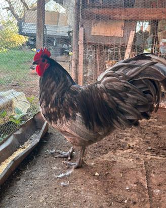 Gallo