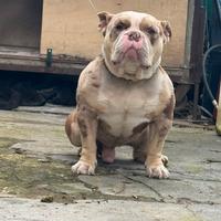 American bully standard