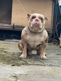 American bully standard