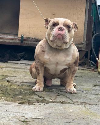American bully standard