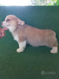 Welsh Corgi Pembroke cuccioli
