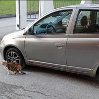 Toyota yaris 2003 benzina