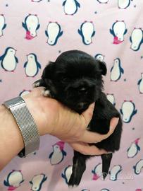 Tibetan Spaniel cuccioli black