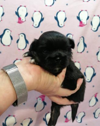 Tibetan Spaniel cuccioli black