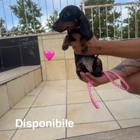 Bassotti tedeschi pelo corto pedigree enci