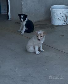 Cuccioli di australian shepard