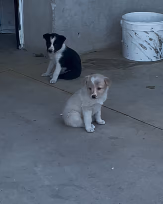 Cuccioli di australian shepard