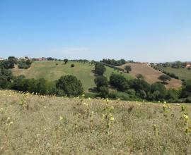 Terreno agricolo con 5 pozzi