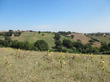 Terreno agricolo con 5 pozzi