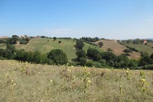 Terreno agricolo con 5 pozzi