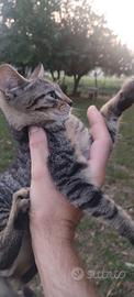 Gattini