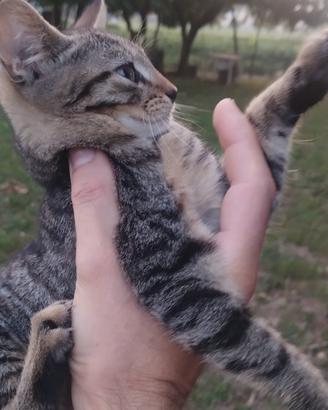 Gattini