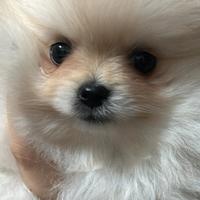 Cuccioli di Spitz di Pomerania