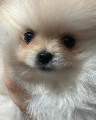 Cuccioli di Spitz di Pomerania