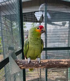 Amazzone Autumnalis Mexicana maschio