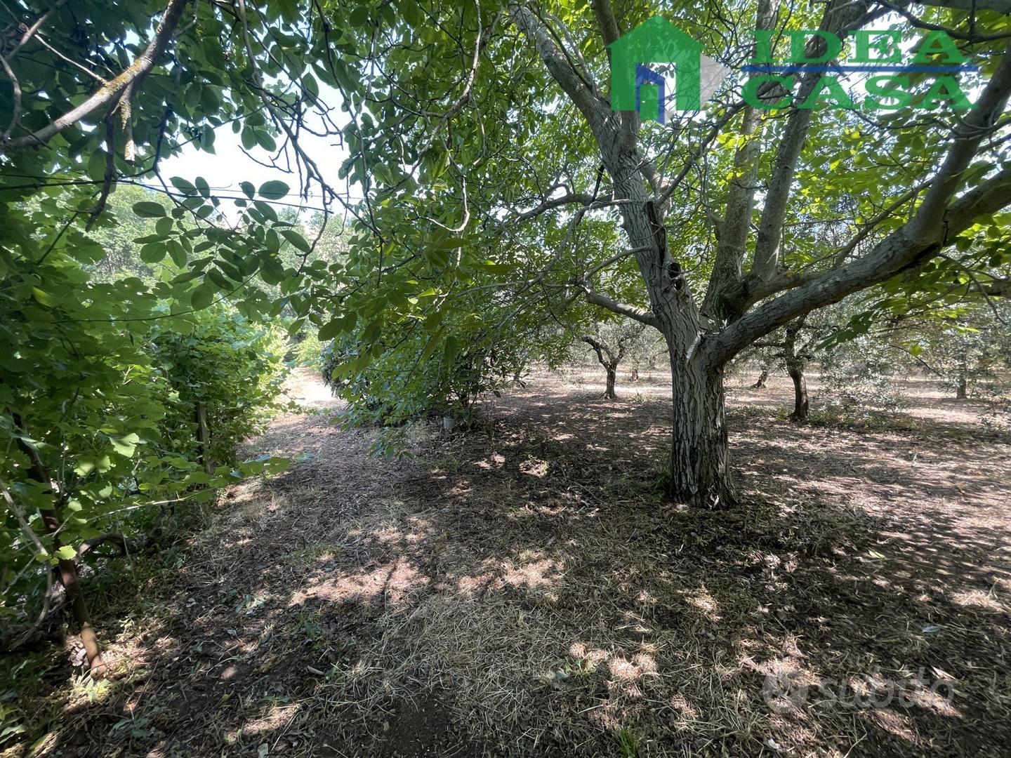 Terreno con Uliveto e Vigneto - Vista 4