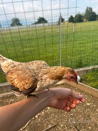 Coppietta olandesi nani