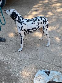 Cucciolo meraviglioso razza dalmata