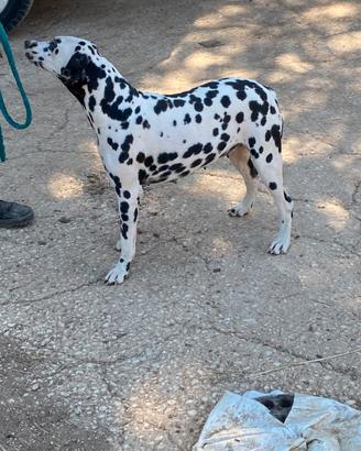 Cucciolo meraviglioso razza dalmata