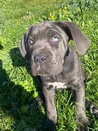 Cucciola cane corso