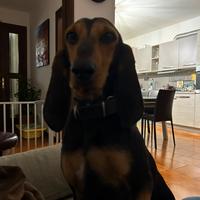 Segugio con microchip sterilizzata