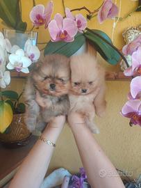 Spitz di Pomerania