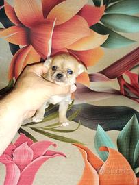 Chihuahua mini Toy