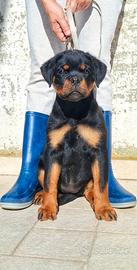 Rottweiler