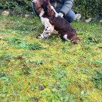 Springer spaniel inglese