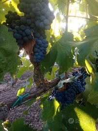 uva per vino