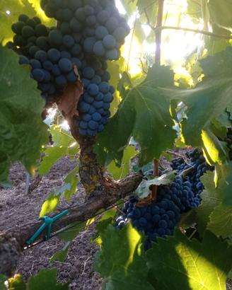 uva per vino