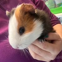 Cavie peruviane e porcellini d'India giovani