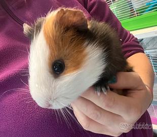 Cavie peruviane e porcellini d'India giovani