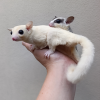 Sugar gliders