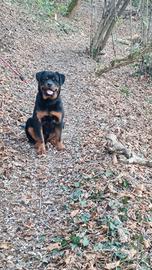 Rottweiler