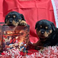 Rottweiler femmina con pedigree ENCI