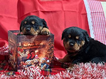 Rottweiler femmina con pedigree ENCI