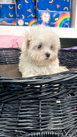 Maltese coreano