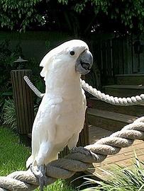 Cacatua alba, ara nobilis