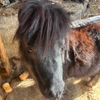 Pony intero
