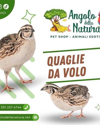 Quaglie da volo