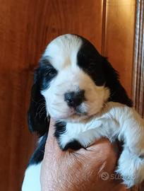 Cuccioli Cocker Spaniel Inglese