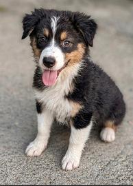 Cuccioli di pastore australiano