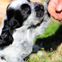 Cocker spaniel inglese blu roano