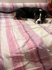 American bully
