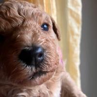 Barboncini Toy e nani