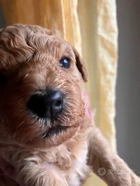 Barboncini Toy e nani