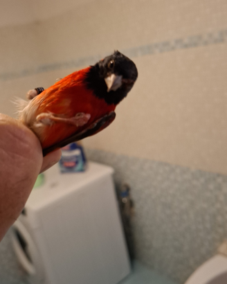 Animali