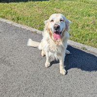 Golden disponibile per accoppiamento
